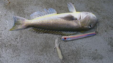 cool fish|2 Cool Fishing Forum.